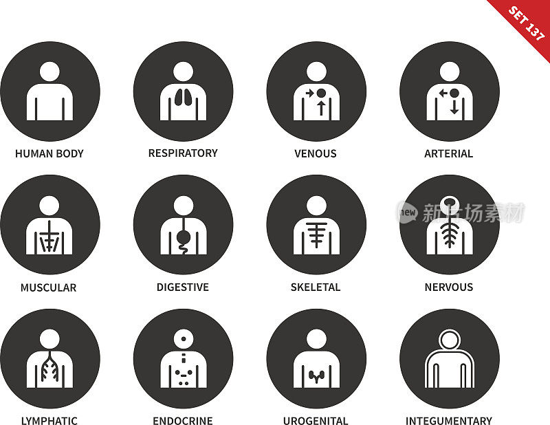 Human Anatomy and Body Systems vector icons set.